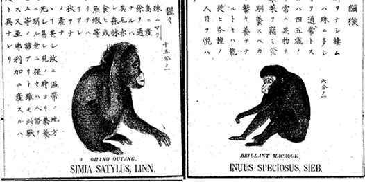 Spotlight on the Meiji Era